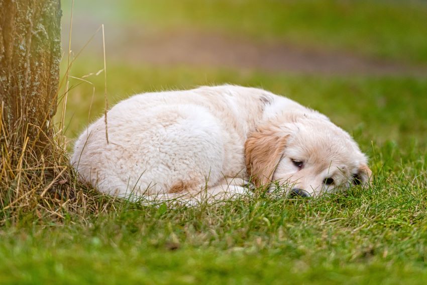 Convulsiones en perros