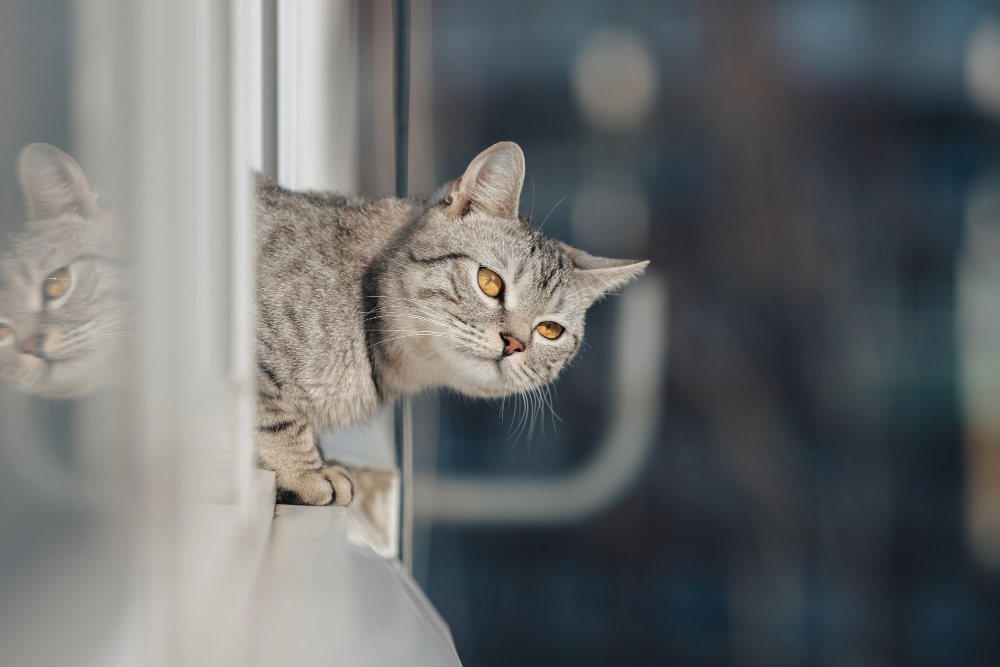 Mosquiteras para Gatos: Proteger a tus felinos de caídas
