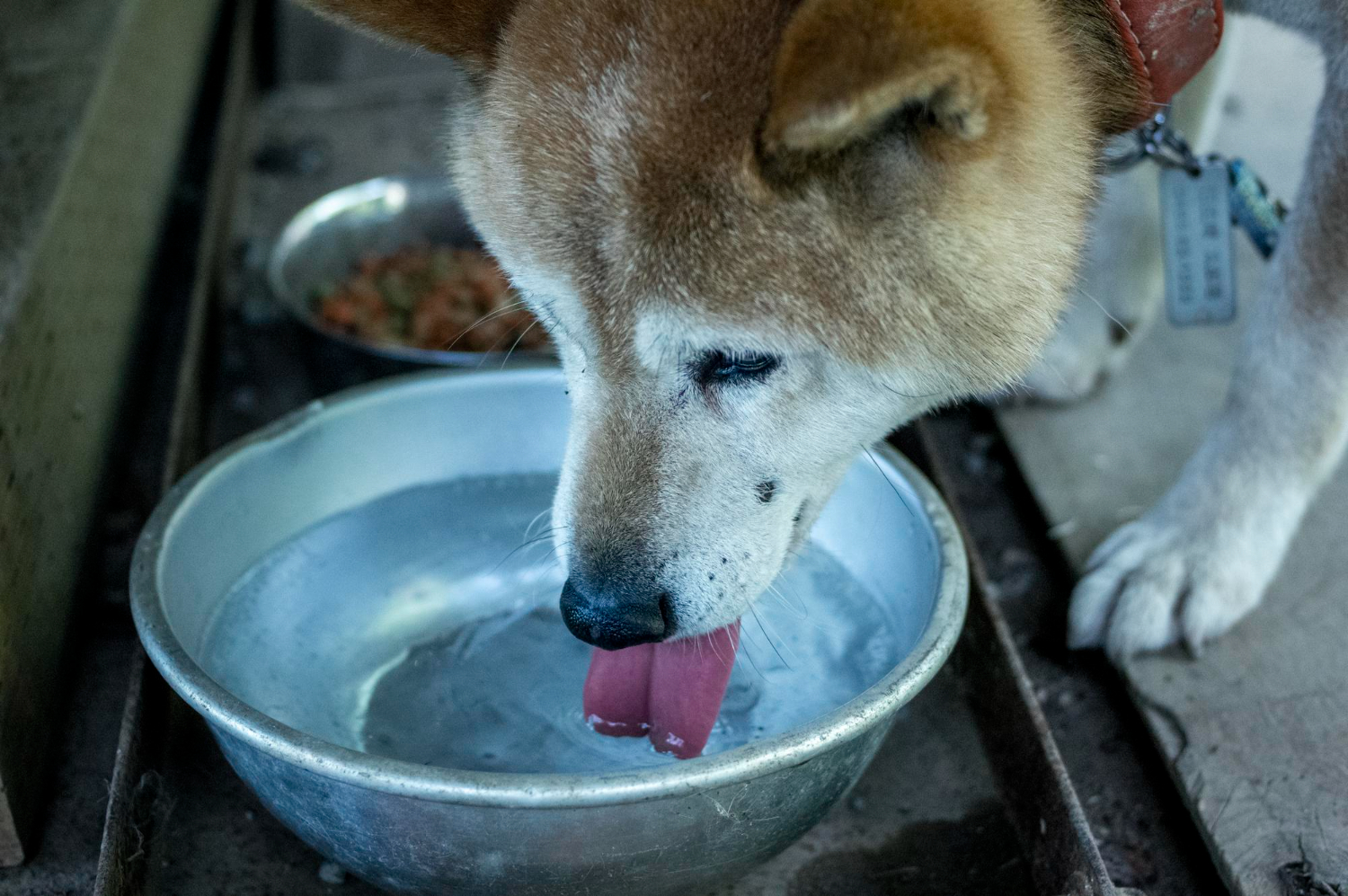 Mi perro bebe mucha agua