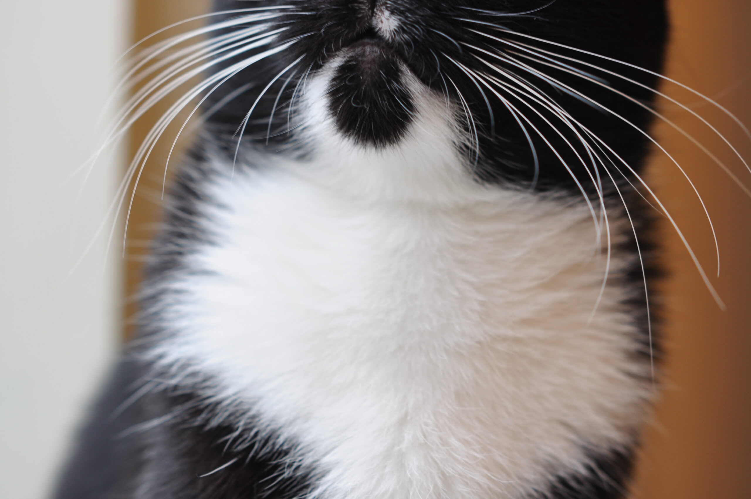 mi gato se arranca el pelo