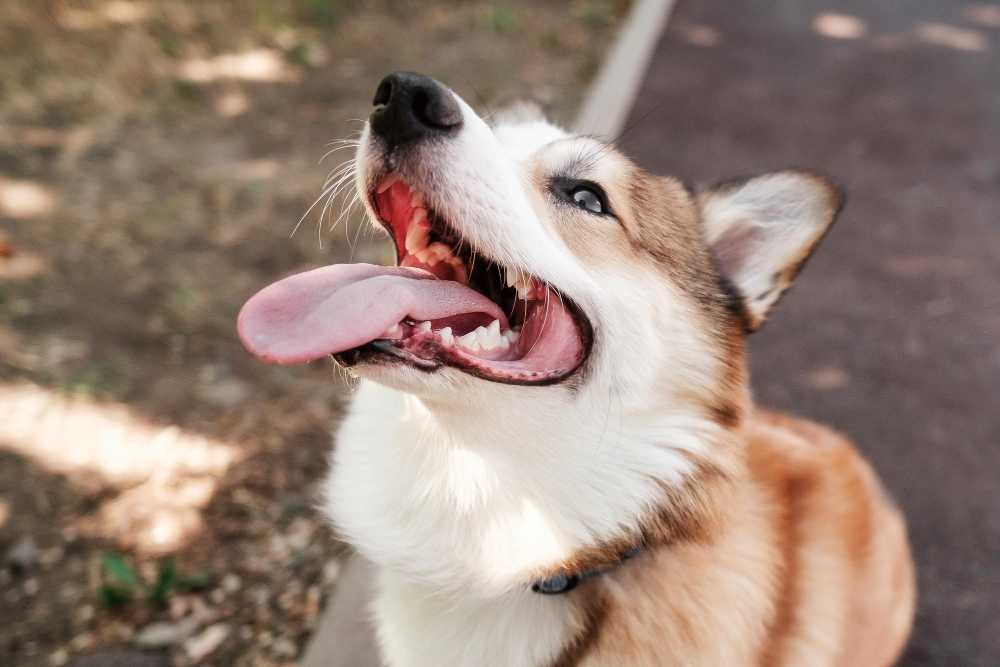 Los perros sudan