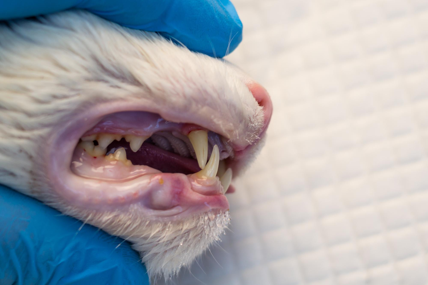 Gingivoestomatitis gatos