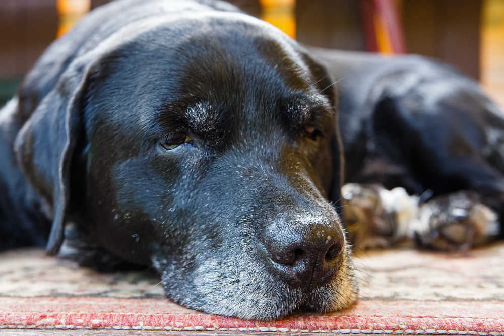 Ataxia en perros