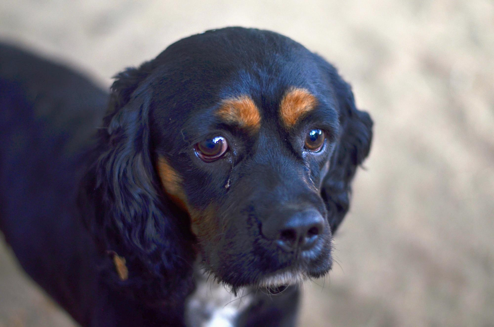 Ojos llorosos en perros